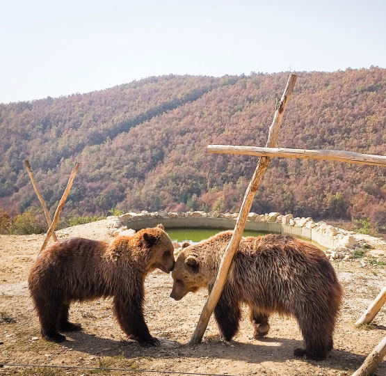 Bärenwald Kosovo