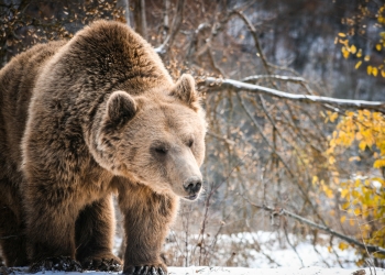 Bärenwald Pristina