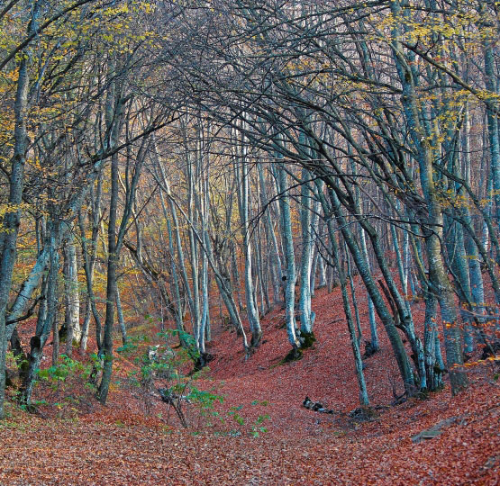 Germia Park Herbst Kosovo