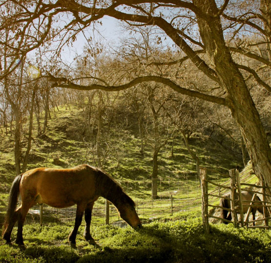 Pferde Landschaft Prevalla