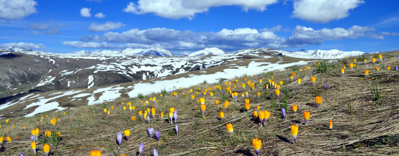 Sharr Winter Bergblumen